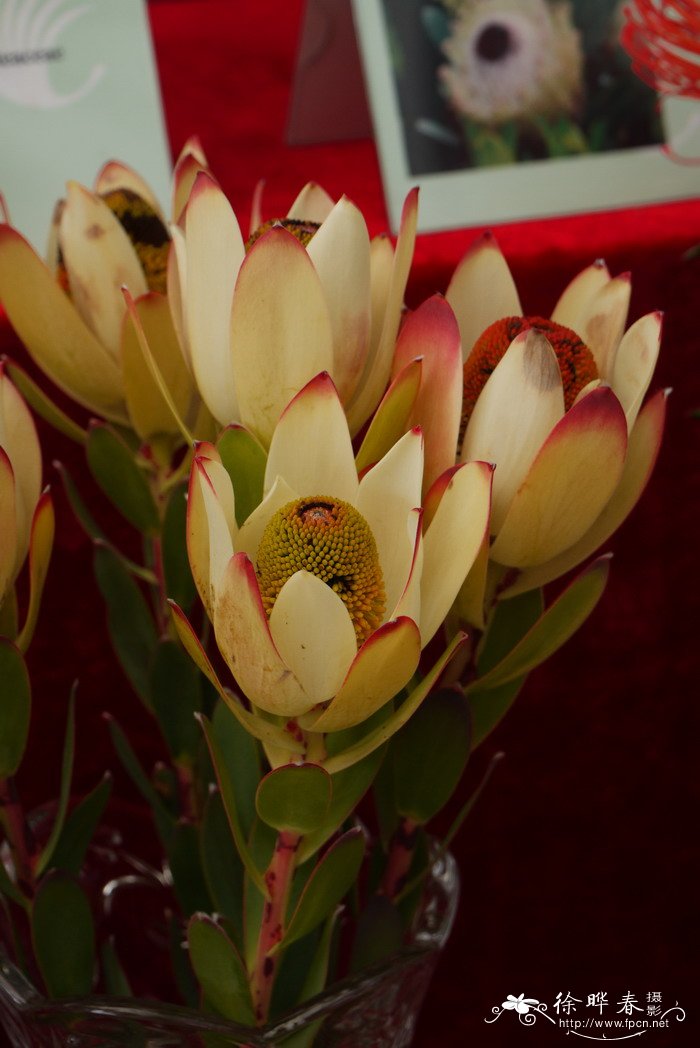 变色龙木百合Leucadendron discolor 'Pom-Pom’ 变色龙木百合Leucadendron discolor 'Pom-Pom’