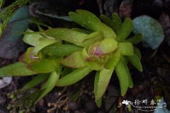 黄月桂木百合Leucadendron Laurel Yellow