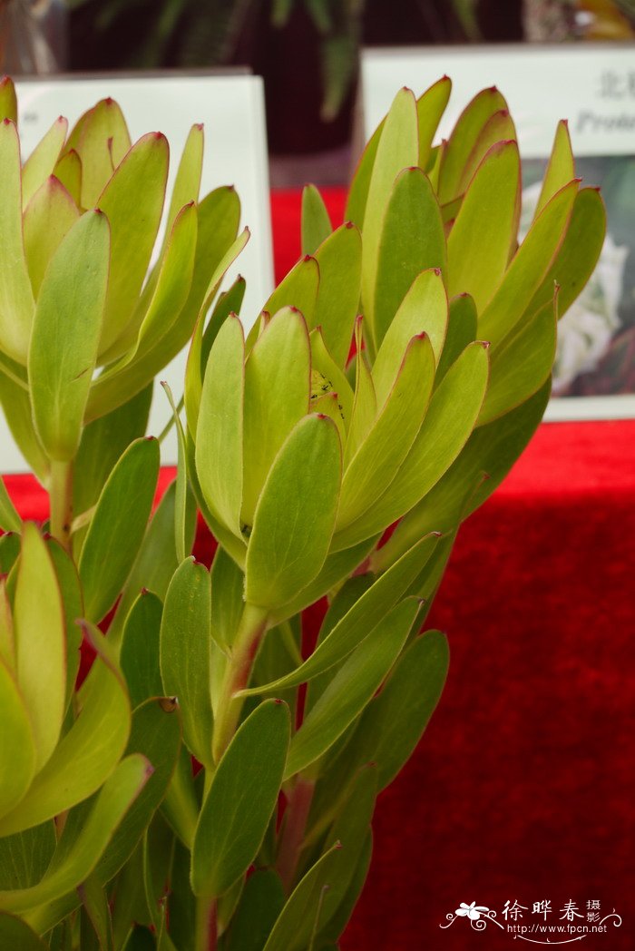 玫瑰木百合Leucadendron Rosette