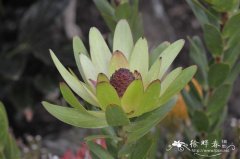 圆玫瑰木百合Leucadendron Rosette