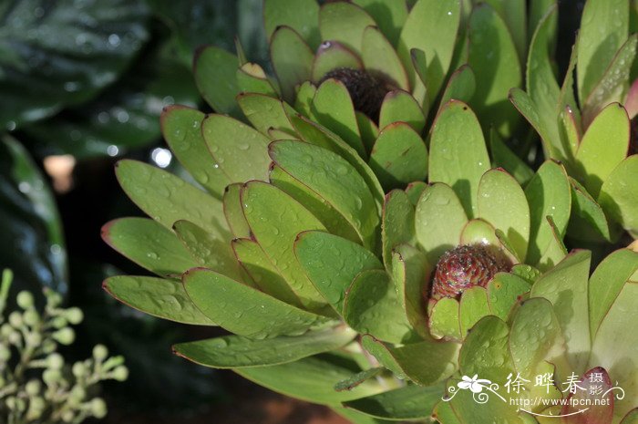 圆玫瑰木百合Leucadendron Rosette