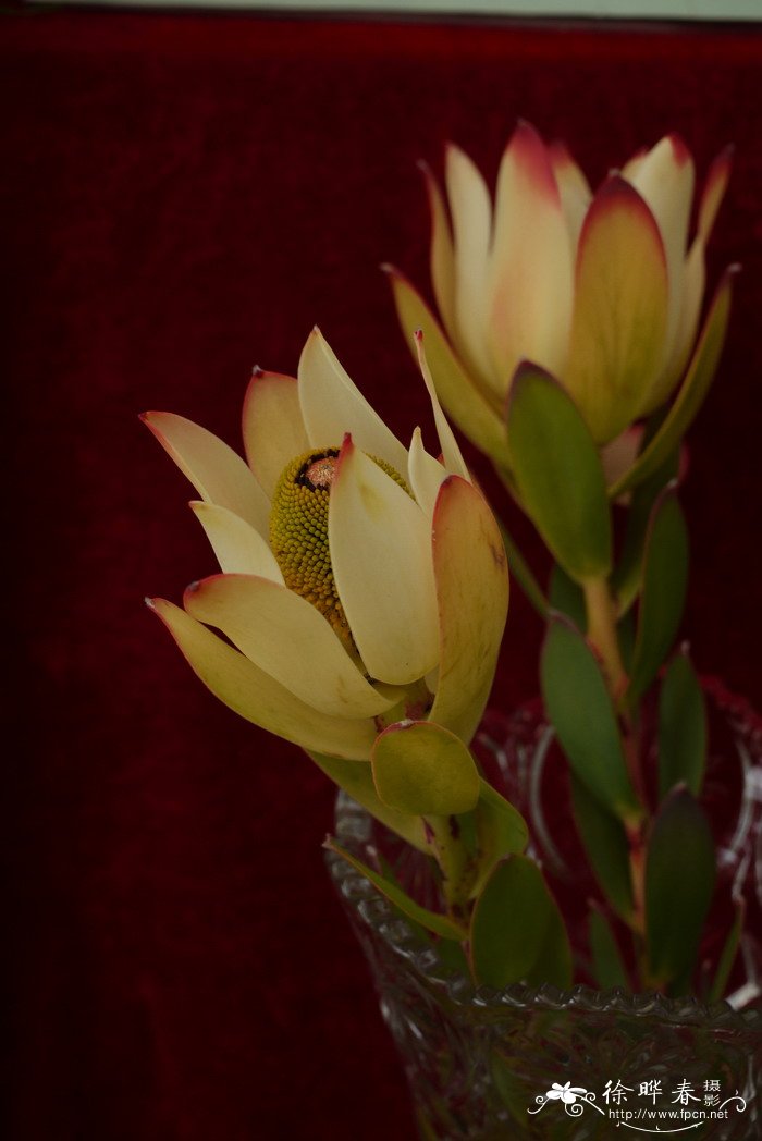 舞卡木百合Leucadendron Ulka 舞卡木百合Leucadendron Ulka