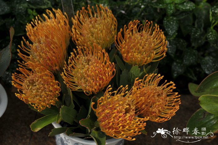 金樽针垫花Leucospermum High Gold