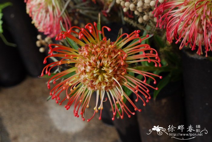 妮娜针垫花Leucospermum Neena 妮娜针垫花Leucospermum Neena