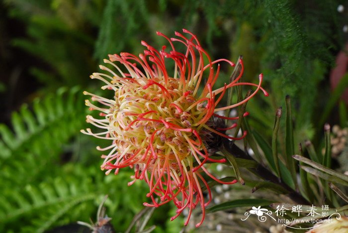 妮娜针垫花Leucospermum Neena 妮娜针垫花Leucospermum Neena