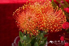 针垫花Leucospermum cordifolium