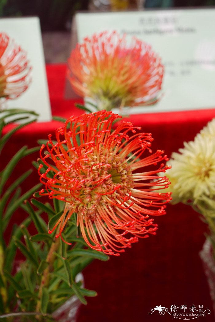 火焰针垫花Leucospermum Firedance