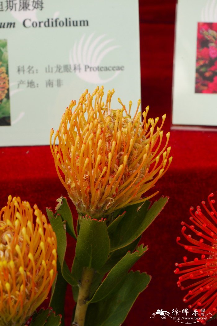 金粉针垫花 金粉针垫花
