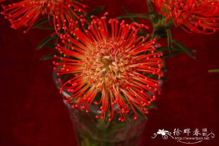 继承者针垫花Leucospermum Succession