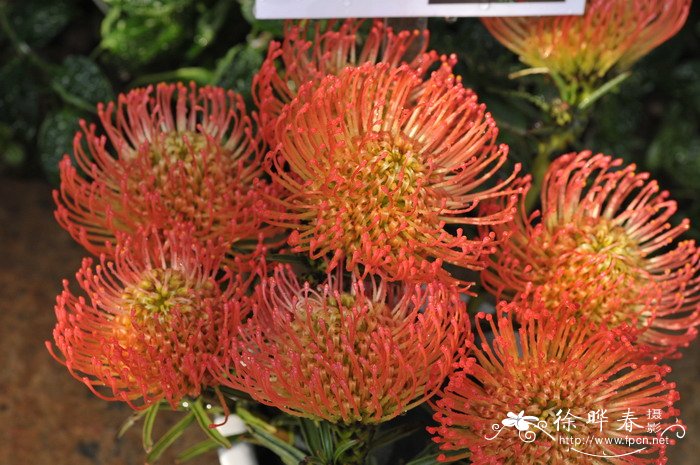 继承者针垫花Leucospermum Succession