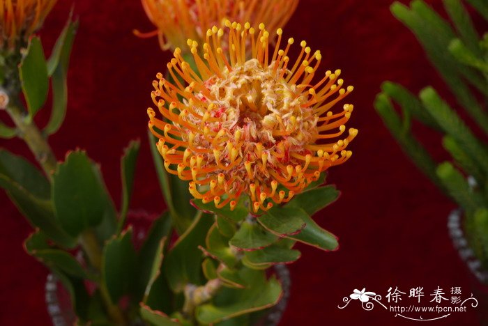 草原烽火针垫花Leucospermum Veldfire 草原烽火针垫花Leucospermum Veldfire