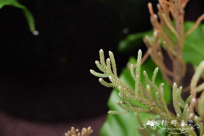 绒毛饰球花Berzelia lanuginosa 绒毛饰球花Berzelia lanuginosa