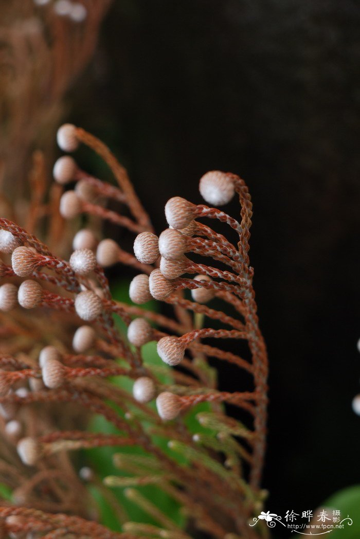 绒毛饰球花Berzelia lanuginosa