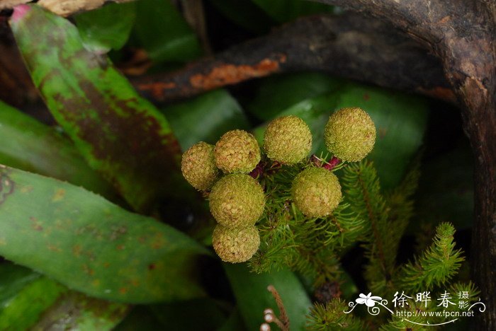 橙黄饰球花Berzelia galpinii 橙黄饰球花Berzelia galpinii