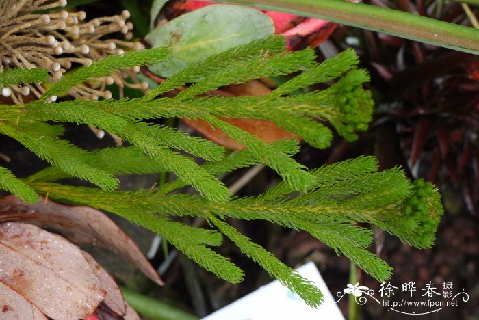 橙黄饰球花Berzelia galpinii 橙黄饰球花Berzelia galpinii