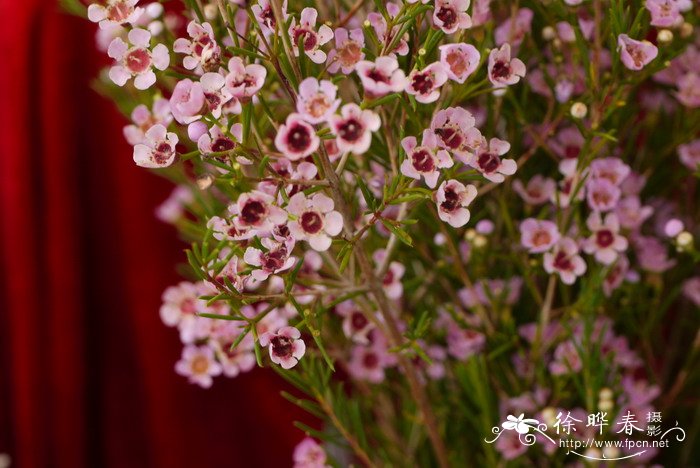 玉梅Chamelaucium uncinatum 玉梅Chamelaucium uncinatum