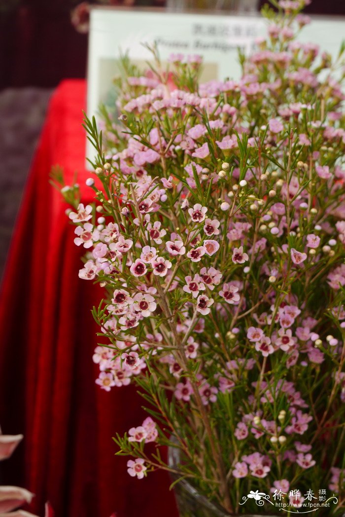 玉梅Chamelaucium uncinatum 玉梅Chamelaucium uncinatum