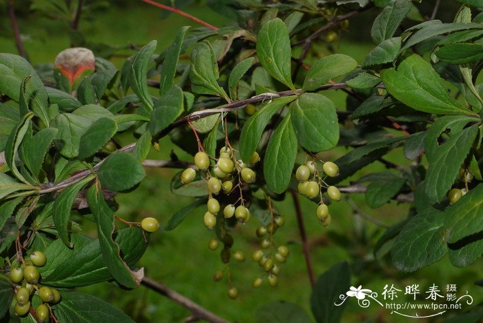 黄芦木Berberis amurensis 黄芦木Berberis amurensis
