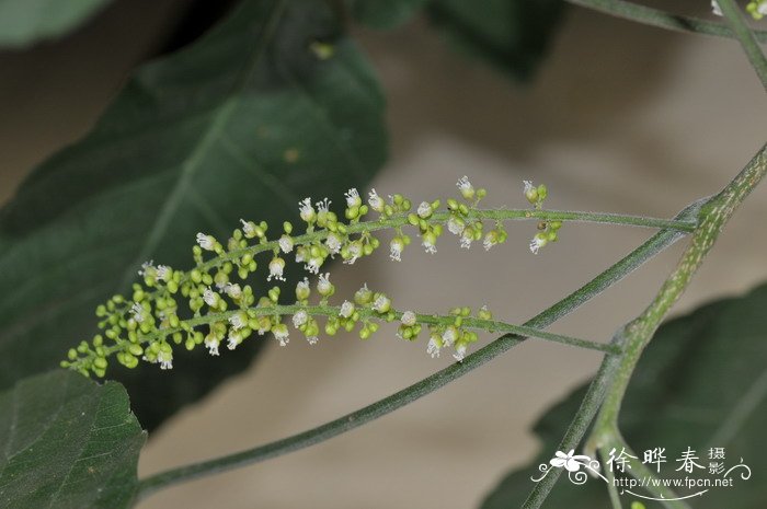 异木患Allophylus viridis