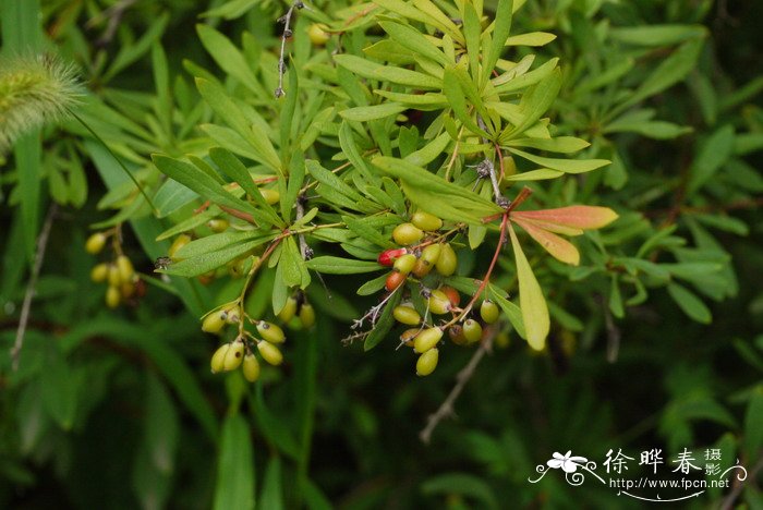 细叶小檗Berberis poiretii