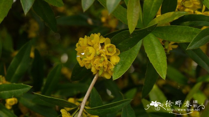 刺黑珠Berberis sargentiana 刺黑珠Berberis sargentiana