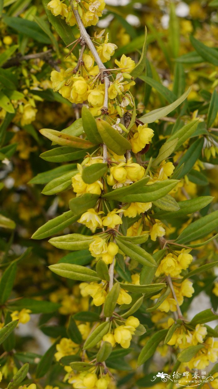 刺黑珠Berberis sargentiana