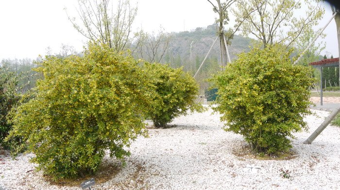 刺黑珠Berberis sargentiana 刺黑珠Berberis sargentiana