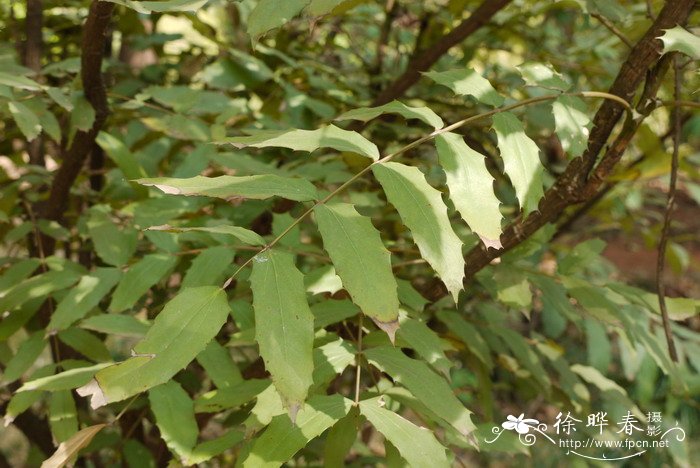 长柱十大功劳Mahonia duclouxiana 长柱十大功劳Mahonia duclouxiana