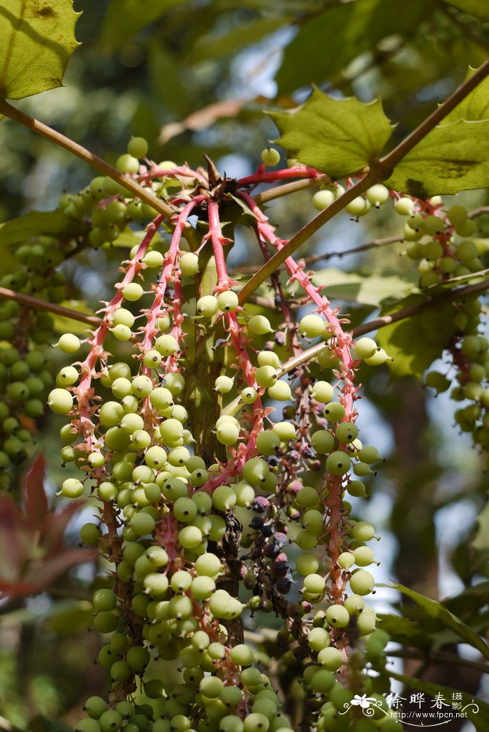 长柱十大功劳Mahonia duclouxiana 长柱十大功劳Mahonia duclouxiana