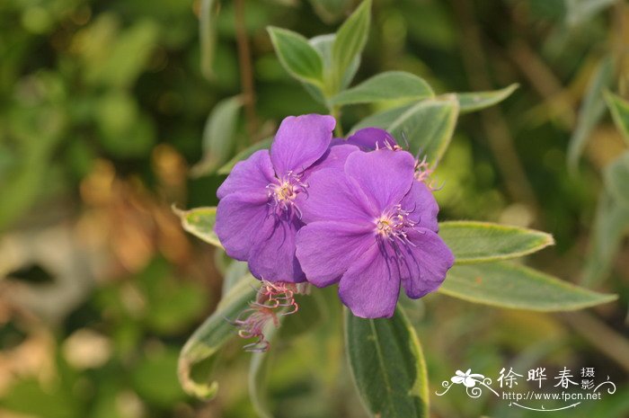蒂牡花Tibouchina urvilleana 蒂牡花Tibouchina urvilleana