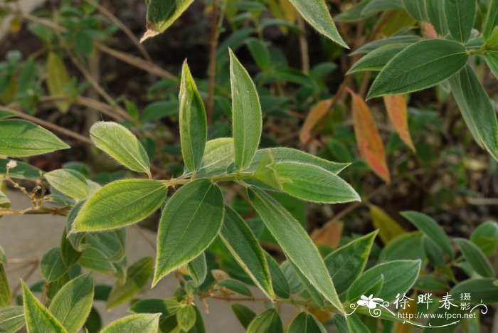 蒂牡花Tibouchina urvilleana