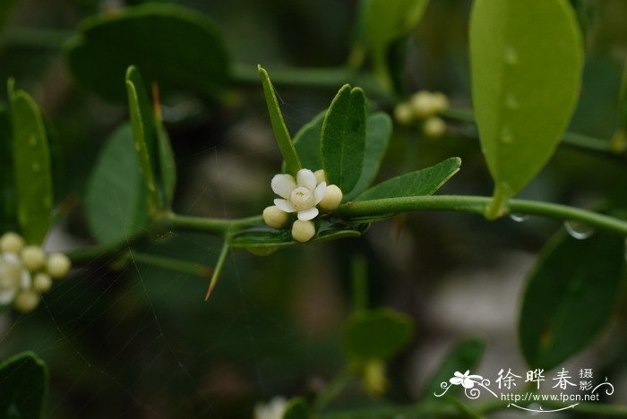 酒饼簕Atalantia buxifolia 酒饼簕Atalantia buxifolia