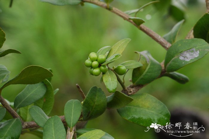 酒饼簕Atalantia buxifolia 酒饼簕Atalantia buxifolia