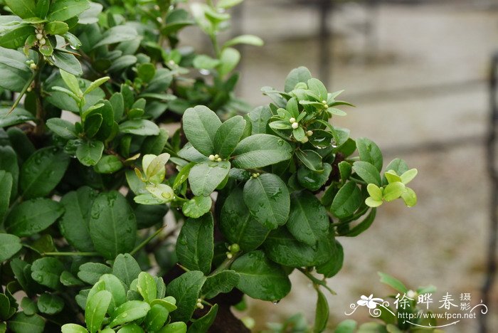 酒饼簕Atalantia buxifolia 酒饼簕Atalantia buxifolia