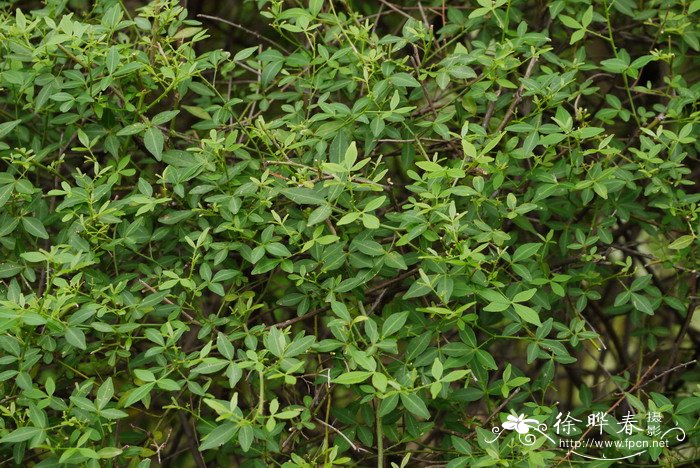 飞龙掌血Toddalia asiatica 飞龙掌血Toddalia asiatica