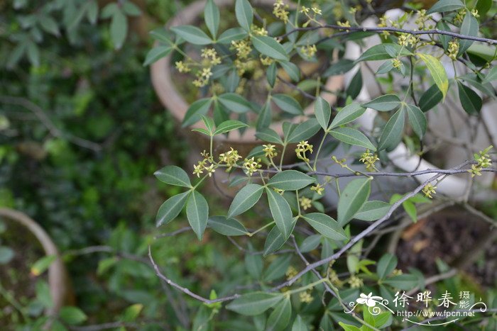 飞龙掌血Toddalia asiatica 飞龙掌血Toddalia asiatica