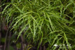爪叶洋茱萸Euodia suaveolens var. ridleyi