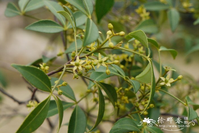 飞龙掌血Toddalia asiatica 飞龙掌血Toddalia asiatica