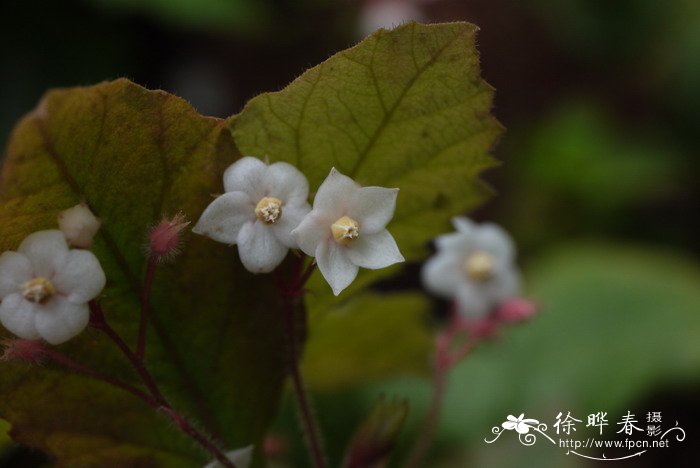 紫金牛Ardisia japonica