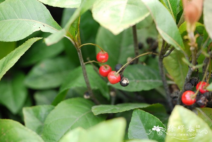 紫金牛Ardisia japonica