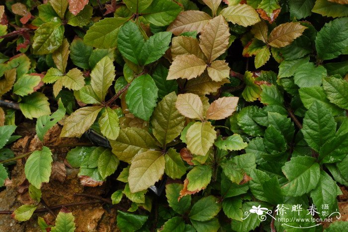 紫金牛Ardisia japonica 紫金牛Ardisia japonica