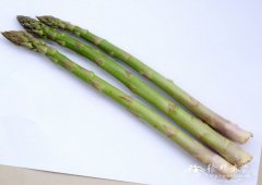 石刁柏Asparagus officinalis