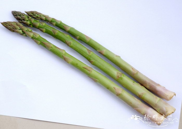 石刁柏Asparagus officinalis 石刁柏Asparagus officinalis