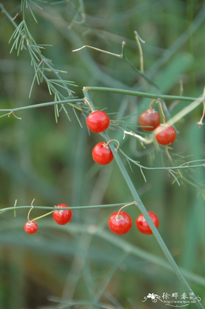 石刁柏Asparagus officinalis