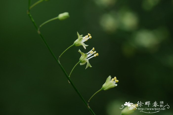 石刁柏Asparagus officinalis