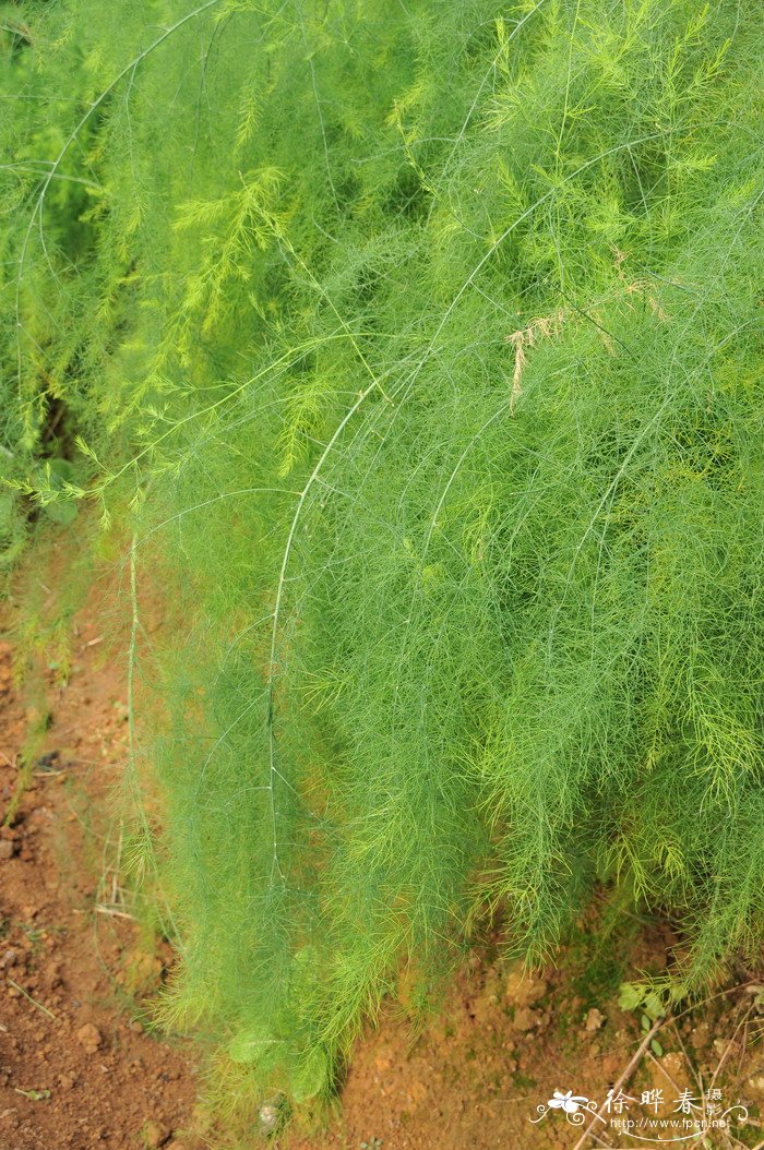 石刁柏Asparagus officinalis 石刁柏Asparagus officinalis