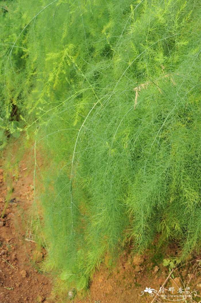 石刁柏Asparagus officinalis