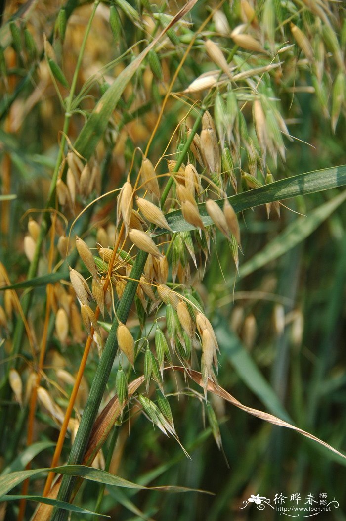 燕麦Avena sativa 燕麦Avena sativa