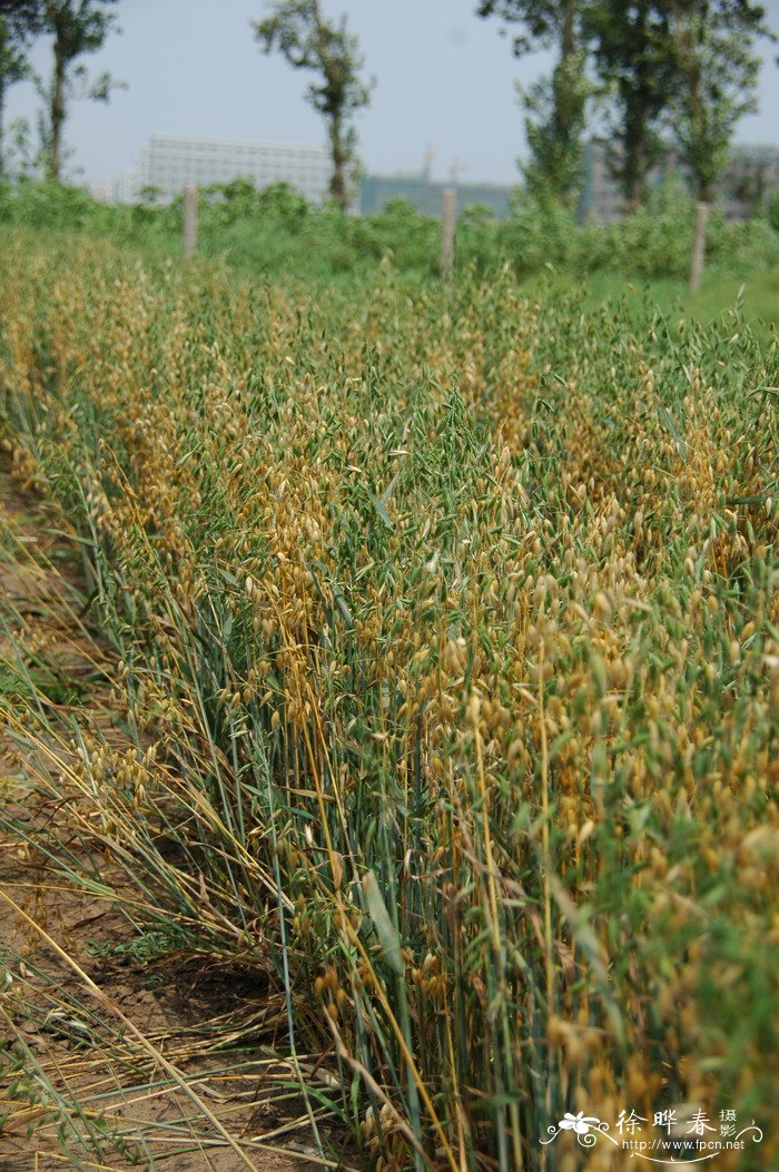 燕麦Avena sativa 燕麦Avena sativa