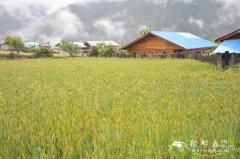 青稞Hordeum vulgare var. coeleste